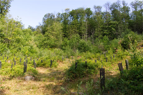 Forest Restoration